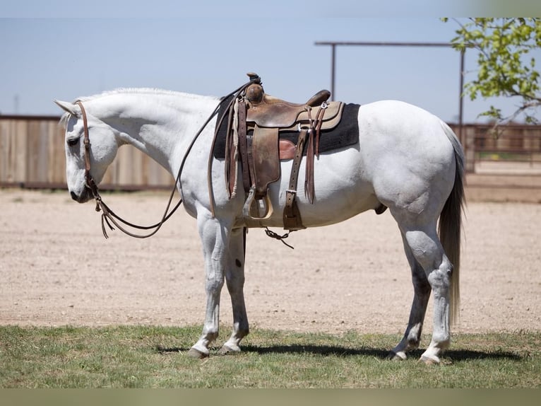 American Quarter Horse Wallach 10 Jahre 152 cm Schimmel in Amarillo, TX