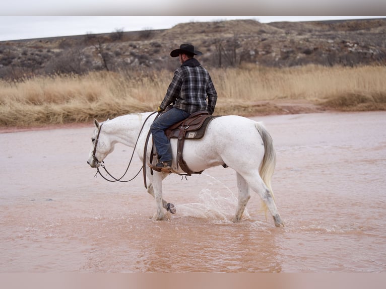 American Quarter Horse Wallach 10 Jahre 152 cm Schimmel in Canyon, TX