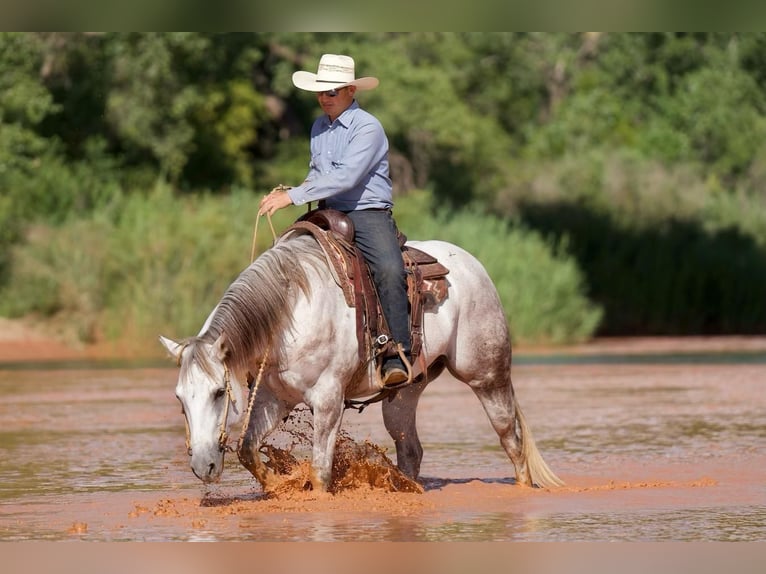 American Quarter Horse Wallach 10 Jahre 152 cm Schimmel in Canyon, TX