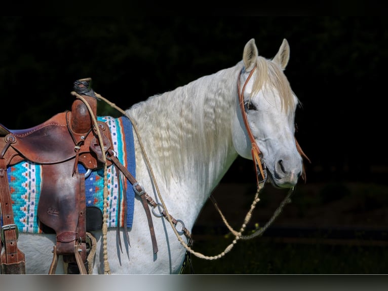 American Quarter Horse Wallach 10 Jahre 152 cm Schimmel in Waterford