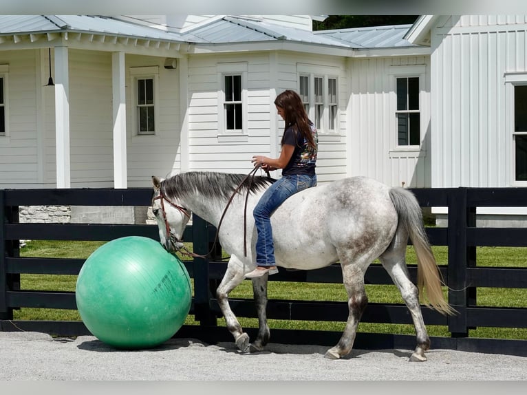 American Quarter Horse Wallach 10 Jahre 152 cm Schimmel in Oxford
