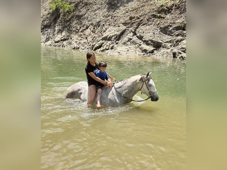 American Quarter Horse Wallach 10 Jahre 152 cm Schimmel in Oxford