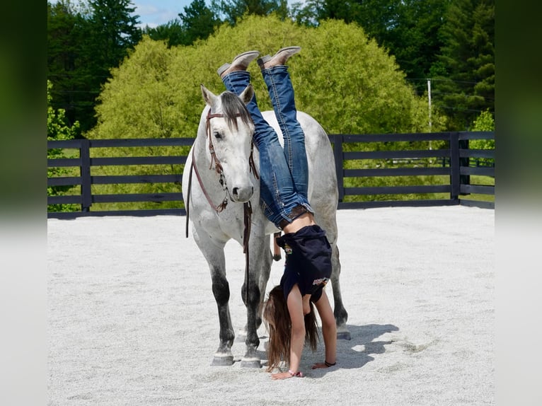 American Quarter Horse Wallach 10 Jahre 152 cm Schimmel in Oxford