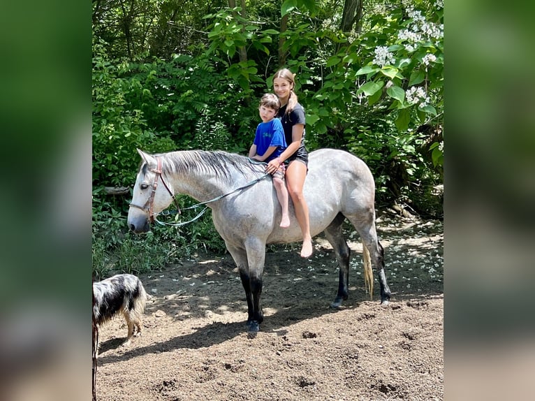 American Quarter Horse Wallach 10 Jahre 152 cm Schimmel in Oxford