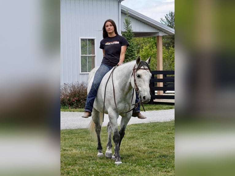 American Quarter Horse Wallach 10 Jahre 152 cm Schimmel in Oxford