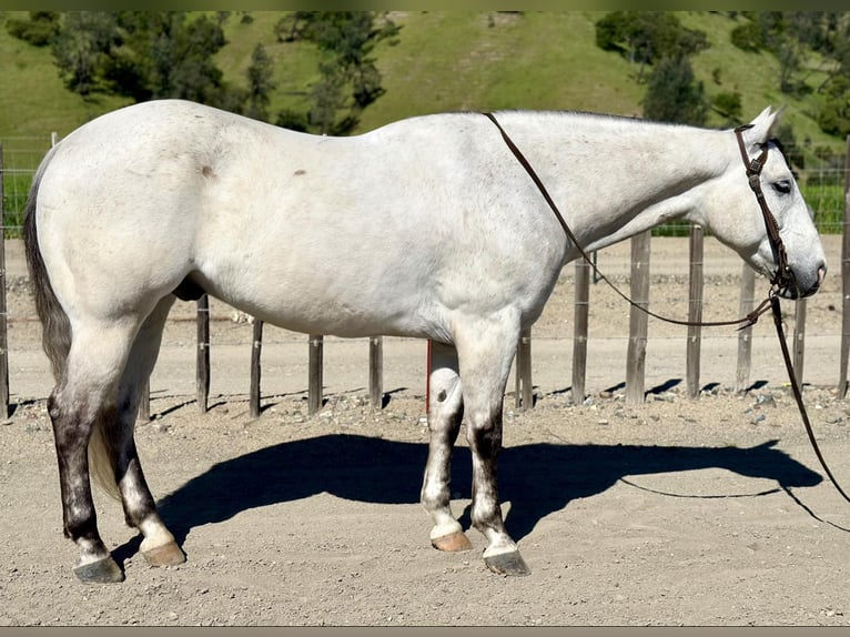 American Quarter Horse Wallach 10 Jahre 152 cm Schimmel in Paicines CA