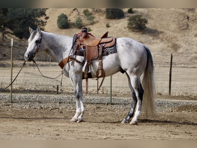 American Quarter Horse Wallach 10 Jahre 152 cm Schimmel in Paicines CA