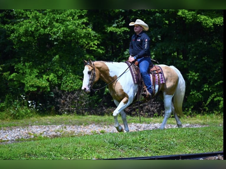 American Quarter Horse Wallach 10 Jahre 152 cm Tobiano-alle-Farben in Wooster OH