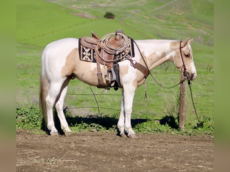 American Quarter Horse Wallach 10 Jahre 152 cm Tobiano-alle-Farben in Paicines CA