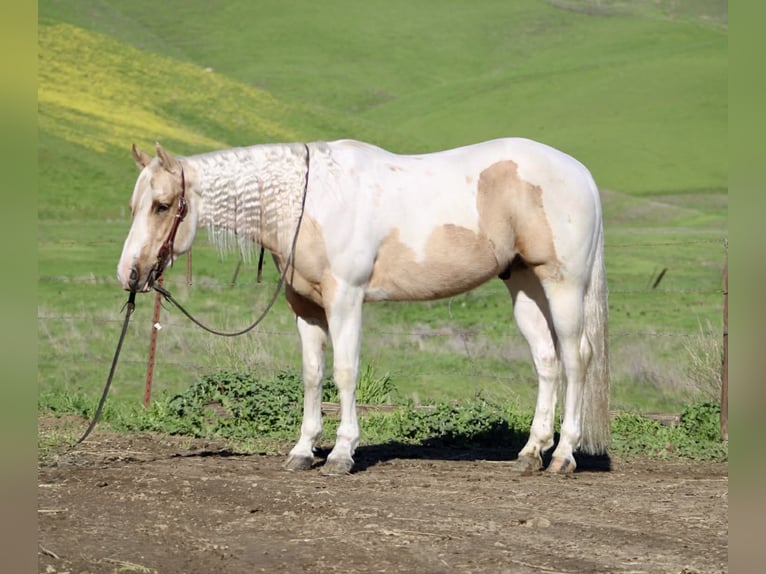 American Quarter Horse Wallach 10 Jahre 152 cm Tobiano-alle-Farben in Paicines CA