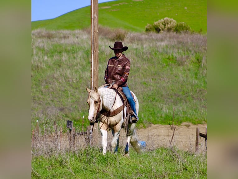 American Quarter Horse Wallach 10 Jahre 152 cm Tobiano-alle-Farben in Paicines CA