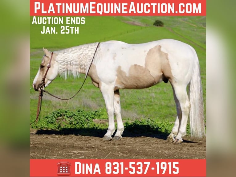 American Quarter Horse Wallach 10 Jahre 152 cm Tobiano-alle-Farben in Paicines CA