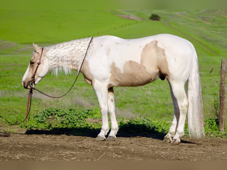 American Quarter Horse Wallach 10 Jahre 152 cm Tobiano-alle-Farben in Paicines CA