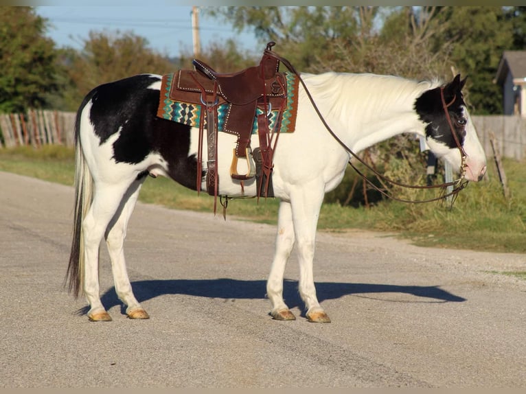 American Quarter Horse Wallach 10 Jahre 152 cm Tobiano-alle-Farben in Stephenville Tx