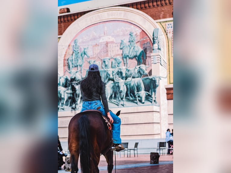 American Quarter Horse Wallach 10 Jahre 152 cm in Bluff Dale, TX