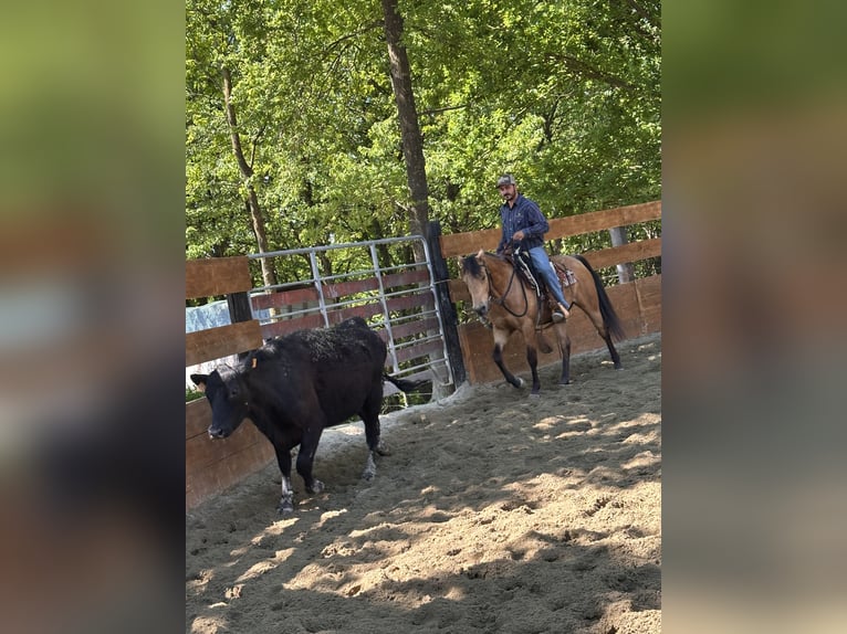 American Quarter Horse Wallach 10 Jahre 152 cm in Cortazzone