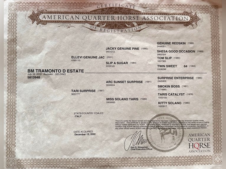 American Quarter Horse Wallach 10 Jahre 152 cm in Cortazzone