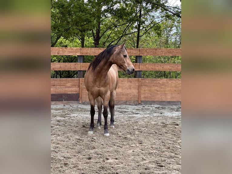 American Quarter Horse Wallach 10 Jahre 152 cm in Cortazzone