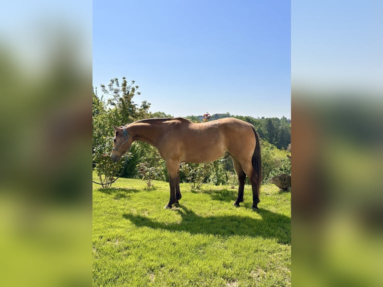 American Quarter Horse Wallach 10 Jahre 152 cm in Cortazzone