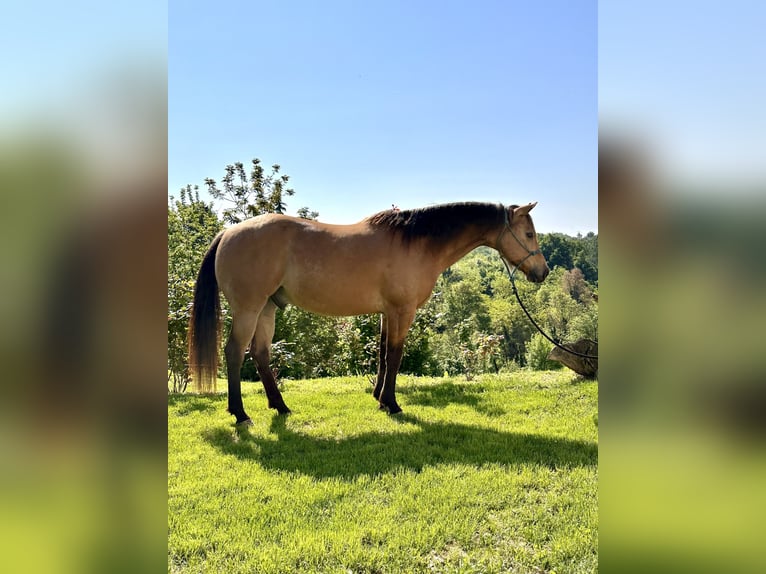 American Quarter Horse Wallach 10 Jahre 152 cm in Cortazzone