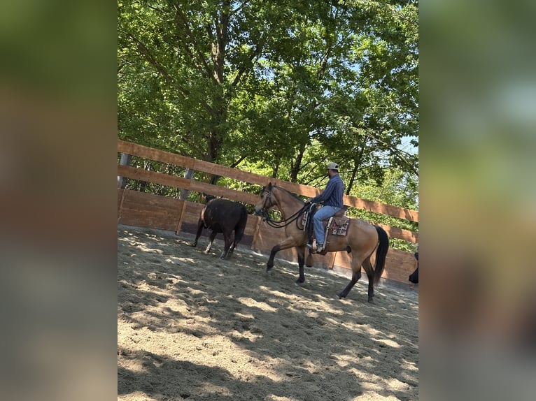 American Quarter Horse Wallach 10 Jahre 152 cm in Cortazzone