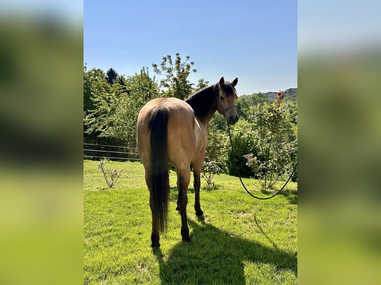 American Quarter Horse Wallach 10 Jahre 152 cm in Cortazzone