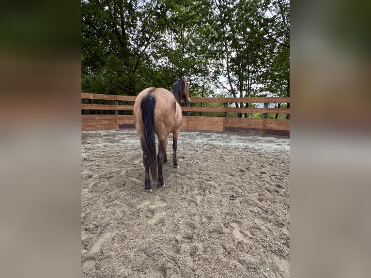 American Quarter Horse Wallach 10 Jahre 152 cm in Cortazzone
