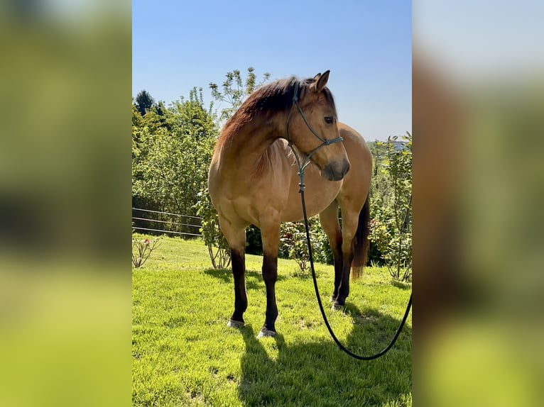 American Quarter Horse Wallach 10 Jahre 152 cm in Cortazzone