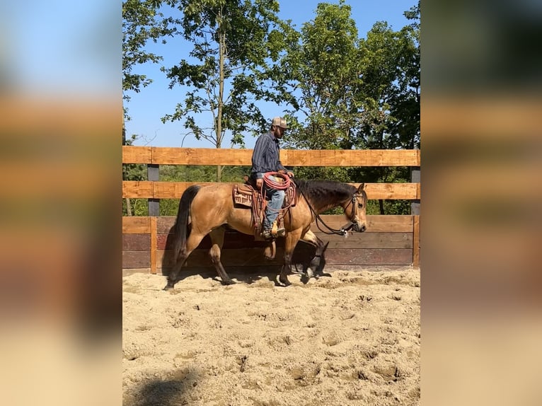 American Quarter Horse Wallach 10 Jahre 152 cm in Cortazzone