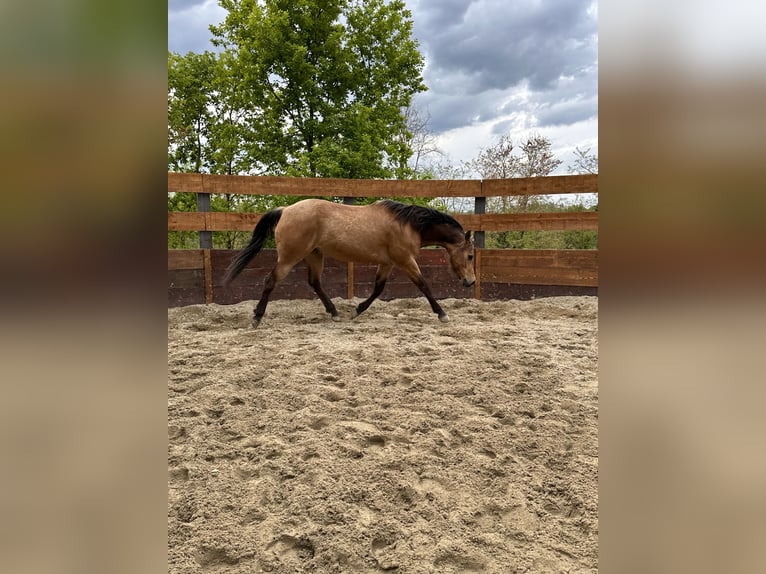 American Quarter Horse Wallach 10 Jahre 152 cm in Cortazzone