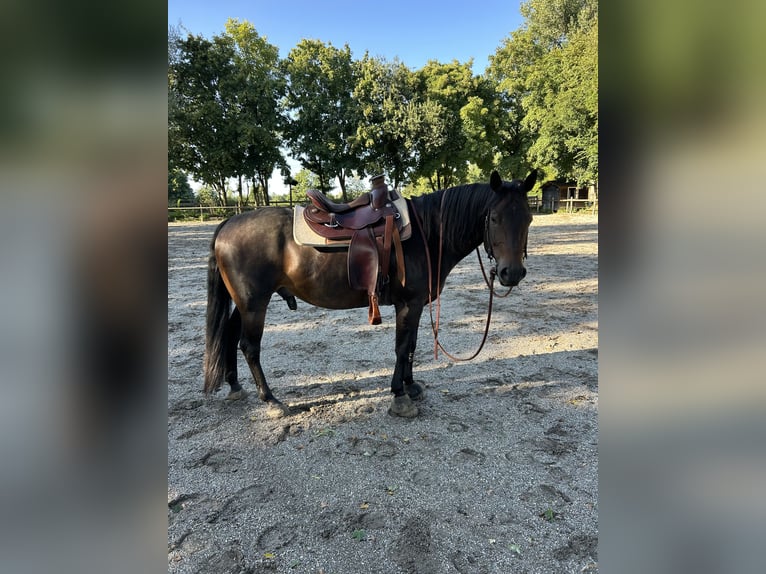 American Quarter Horse Wallach 10 Jahre 153 cm Dunkelbrauner in Rhauderfehn