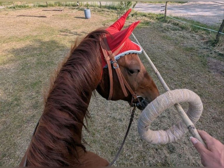 American Quarter Horse Wallach 10 Jahre 153 cm Fuchs in Eimeldingen