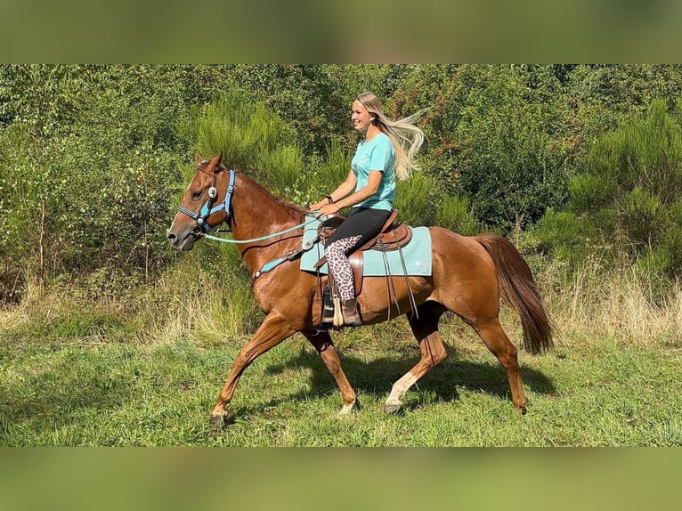 American Quarter Horse Wallach 10 Jahre 153 cm Fuchs in Linkenbach