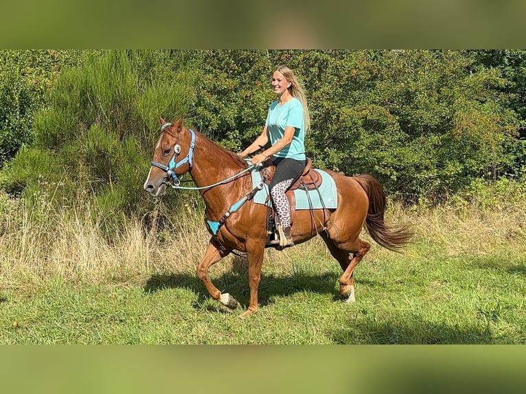 American Quarter Horse Wallach 10 Jahre 153 cm Fuchs in Linkenbach
