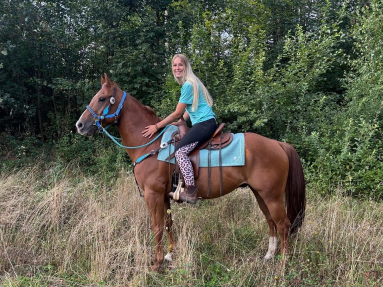 American Quarter Horse Wallach 10 Jahre 153 cm Fuchs in Linkenbach