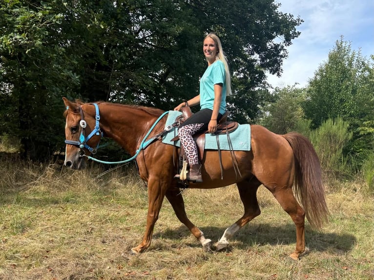 American Quarter Horse Wallach 10 Jahre 153 cm Fuchs in Linkenbach