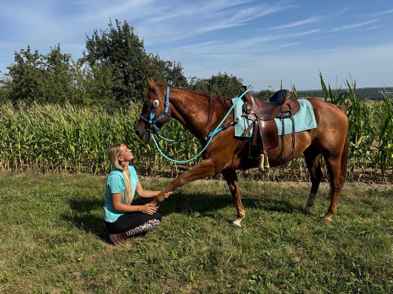 American Quarter Horse Wallach 10 Jahre 153 cm Fuchs in Linkenbach
