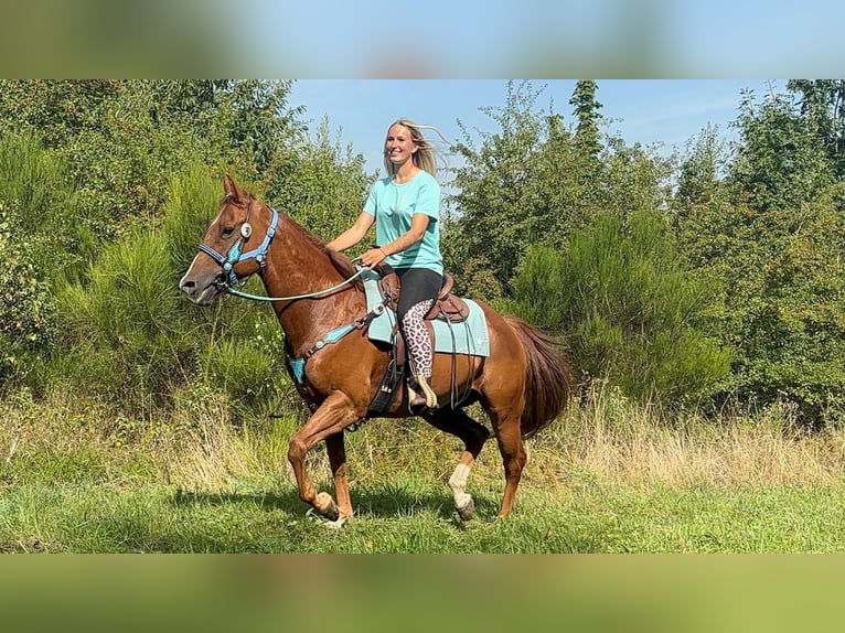 American Quarter Horse Wallach 10 Jahre 153 cm Fuchs in Linkenbach