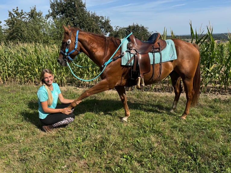 American Quarter Horse Wallach 10 Jahre 153 cm Fuchs in Linkenbach