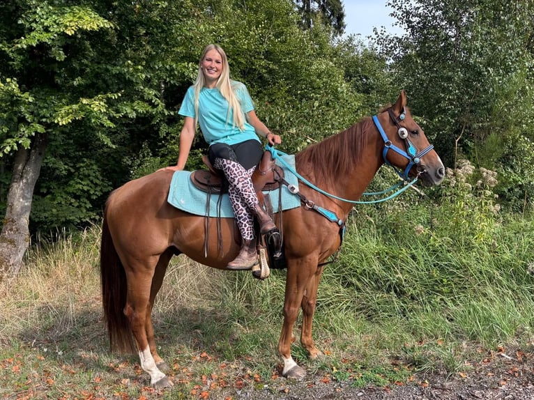 American Quarter Horse Wallach 10 Jahre 153 cm Fuchs in Linkenbach