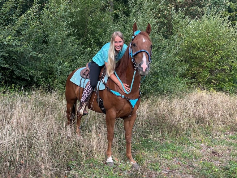 American Quarter Horse Wallach 10 Jahre 153 cm Fuchs in Linkenbach