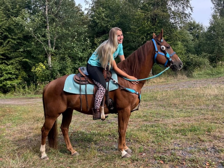 American Quarter Horse Wallach 10 Jahre 153 cm Fuchs in Linkenbach