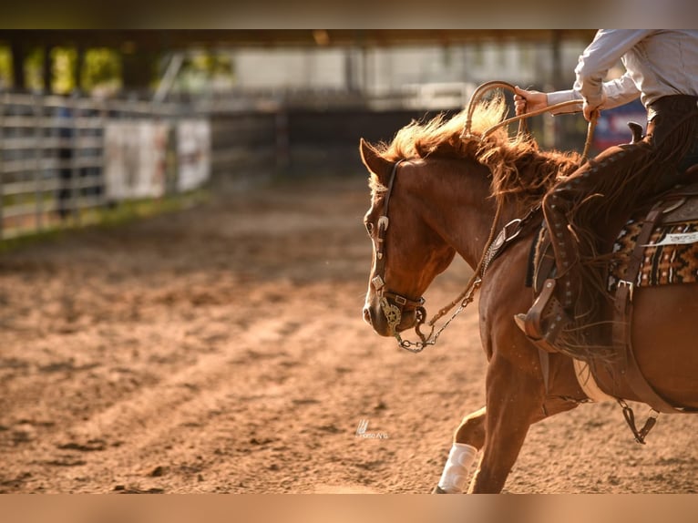 American Quarter Horse Wallach 10 Jahre 153 cm Fuchs in B&#xFC;ttelborn