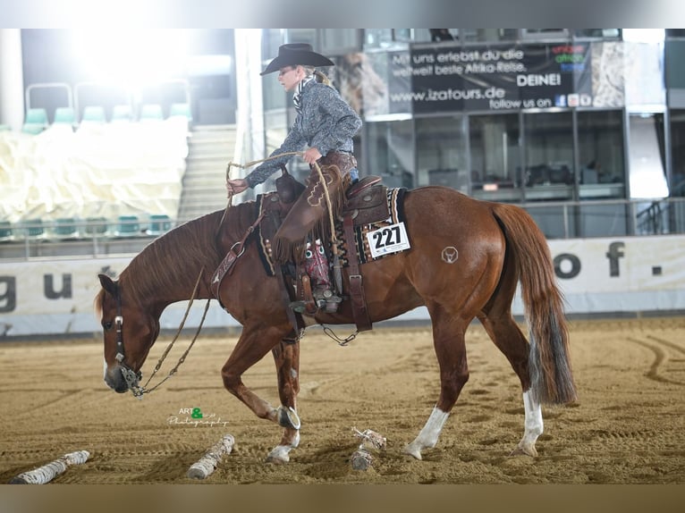 American Quarter Horse Wallach 10 Jahre 153 cm Fuchs in B&#xFC;ttelborn