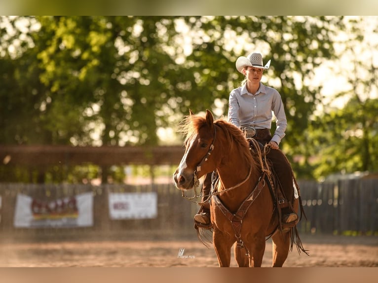 American Quarter Horse Wallach 10 Jahre 153 cm Fuchs in B&#xFC;ttelborn