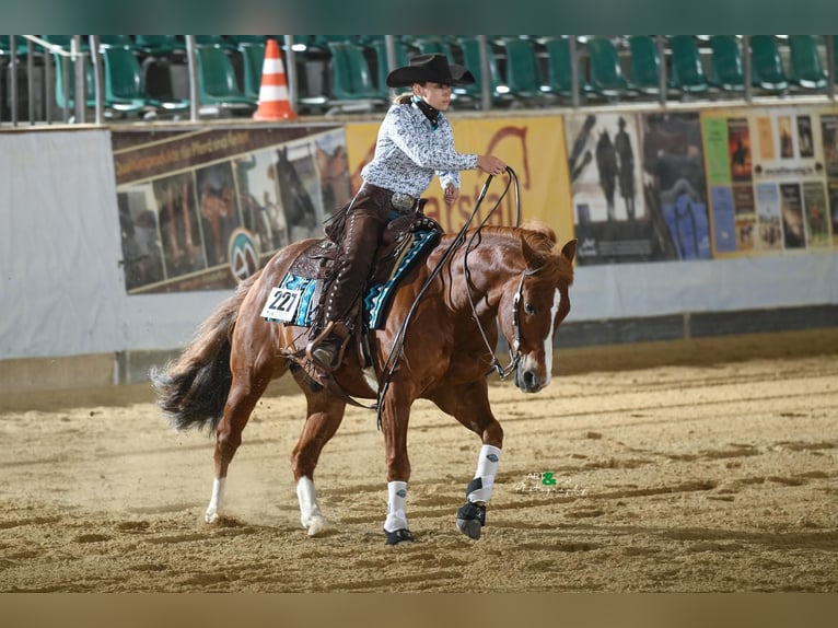 American Quarter Horse Wallach 10 Jahre 153 cm Fuchs in B&#xFC;ttelborn