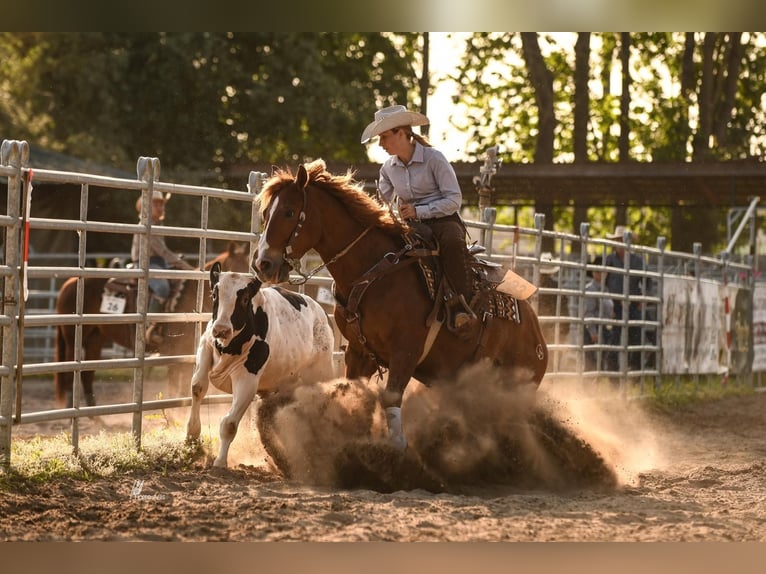 American Quarter Horse Wallach 10 Jahre 153 cm Fuchs in B&#xFC;ttelborn
