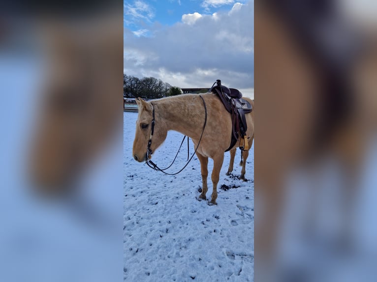 American Quarter Horse Wallach 10 Jahre 153 cm Palomino in Schongau