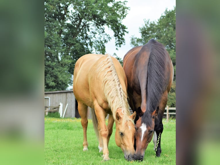 American Quarter Horse Wallach 10 Jahre 153 cm Palomino in Schongau