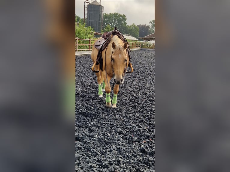 American Quarter Horse Wallach 10 Jahre 153 cm Palomino in Frelsdorf
